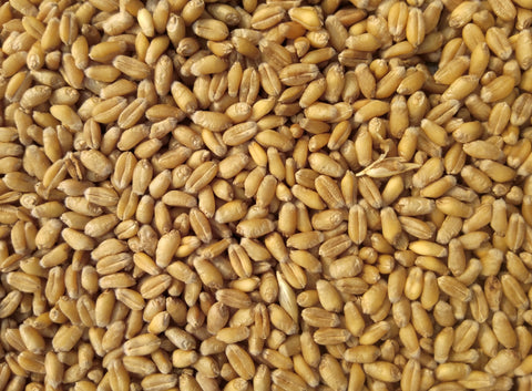 Wheat 1482 | गेहूं 1482