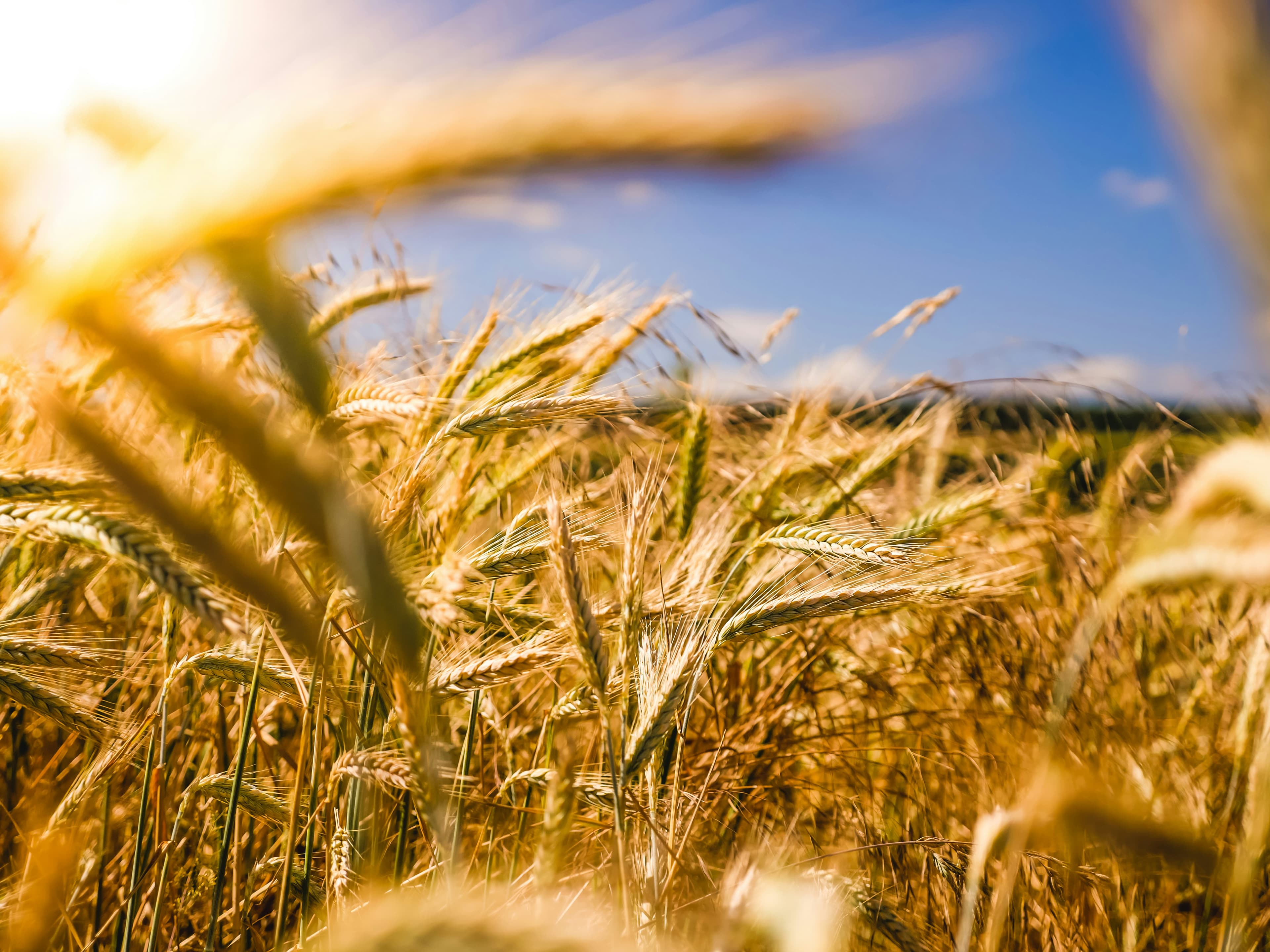 sustainable farming