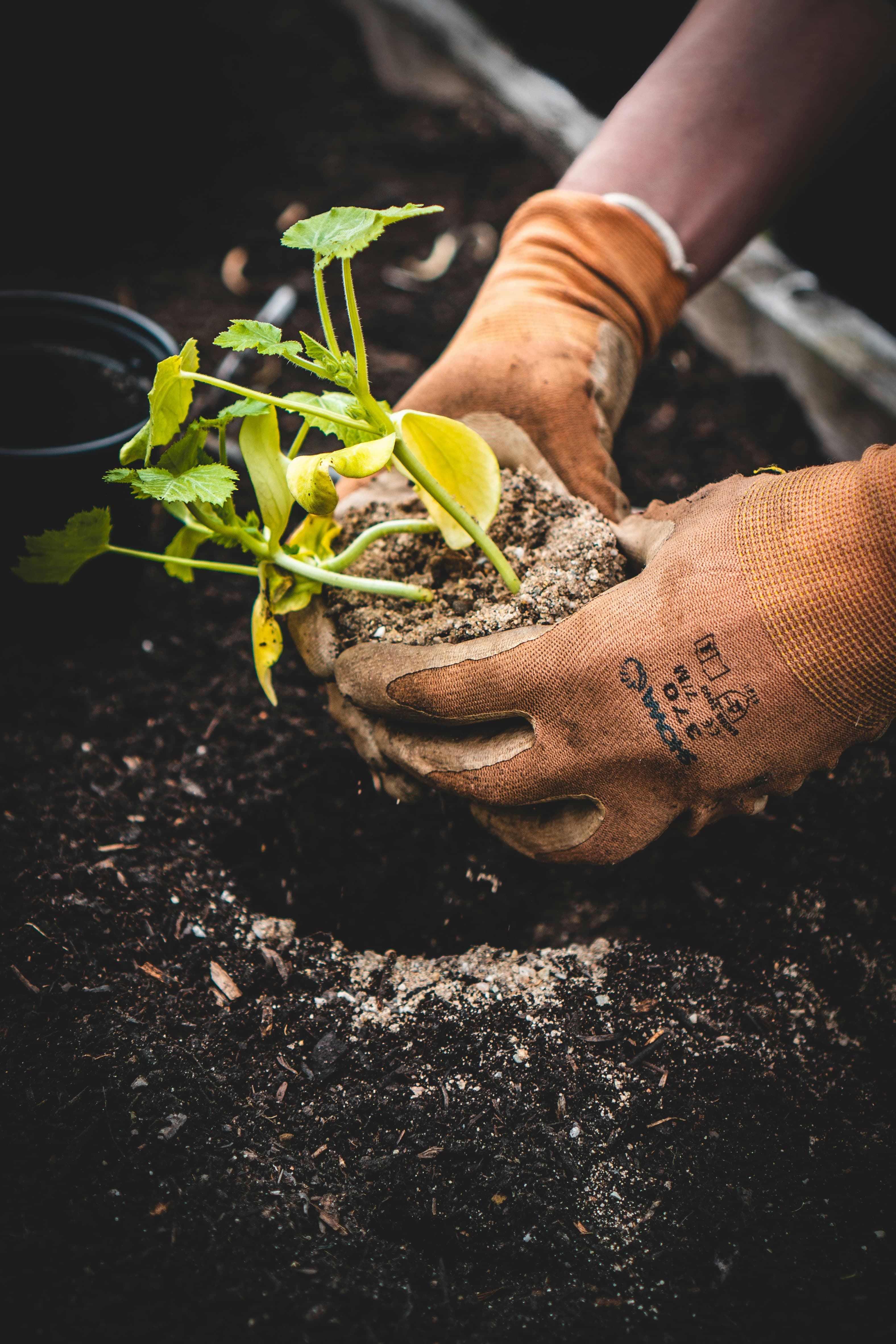 Organic turmeric and farm products