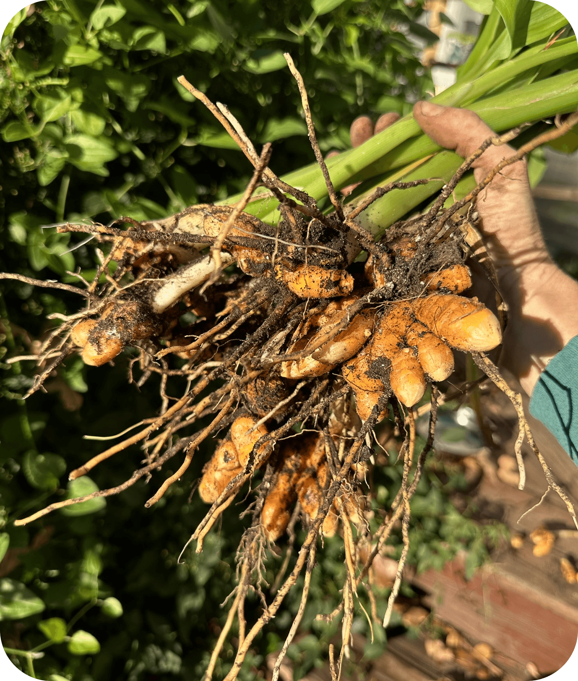 Organic turmeric and farm products