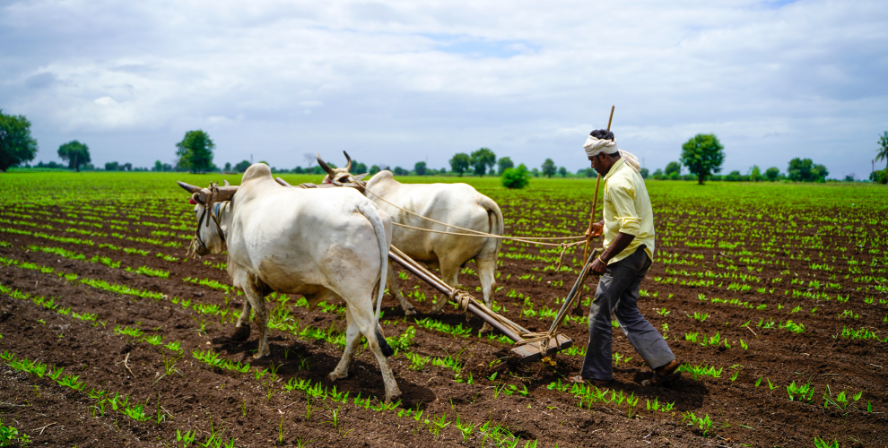 jr farms indian farmer working green pigeon peas field with bullock