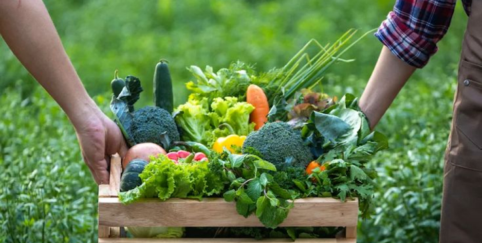 jr farms organic fruits and vegetables