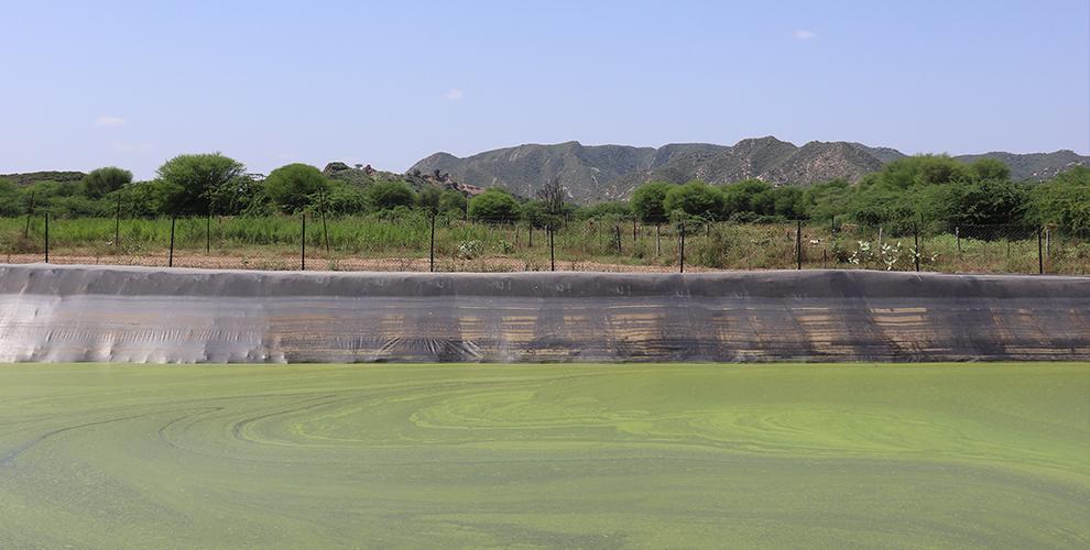 jr_farms_fresh-organic-farming