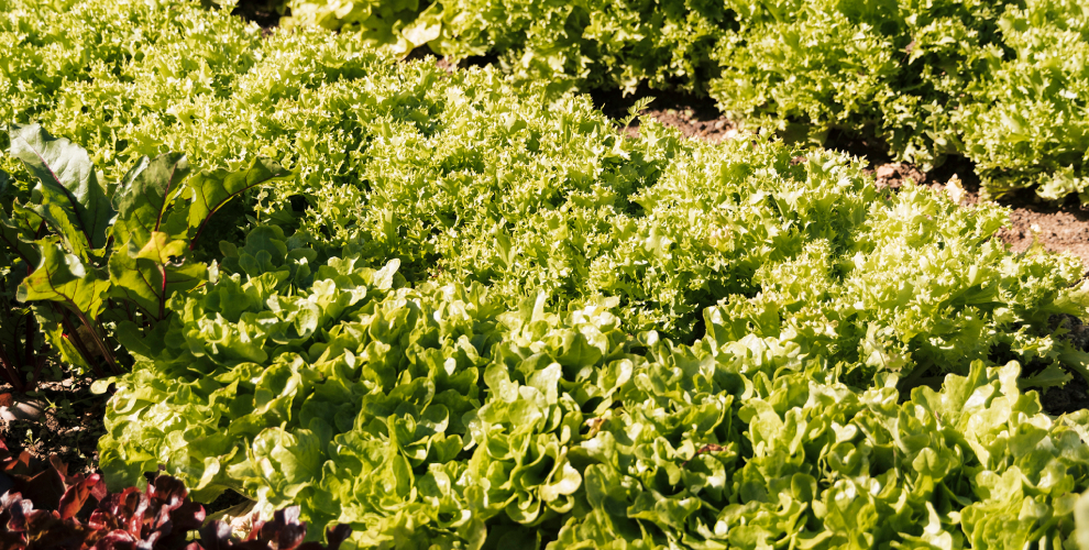 jr_farms_lettuce-organic-vegetable-garden