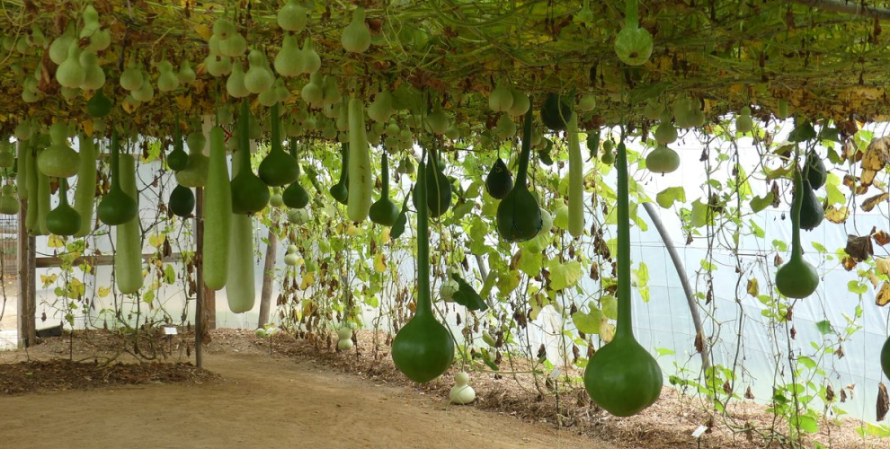 jr farms fresh organic vegetables