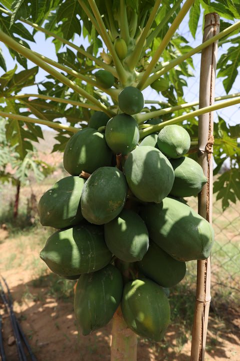 Papaya| पपीता