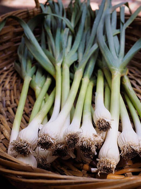 Green Garlic | लहसुन