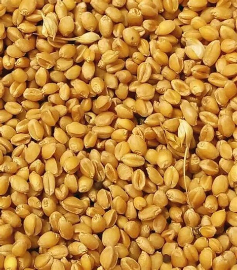 Wheat sona moti | गेहूं सोना मोती