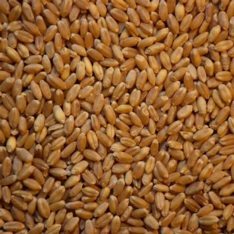 Brown Wheat | भूरा गेहूं