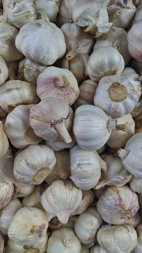 Garlic (Assam) | लहसुन (असम)