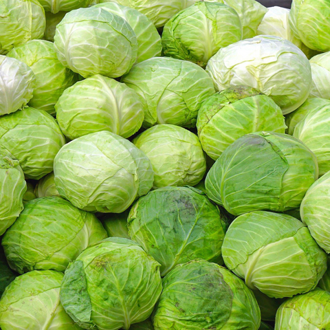 Green Cabbage | पत्ता गोभी