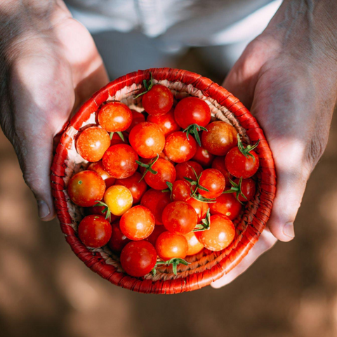 Cherry tomato | चेरी टमाटर