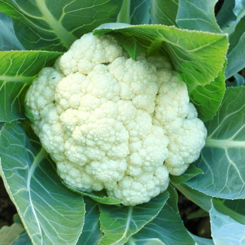 Cauliflower | फूलगोभी