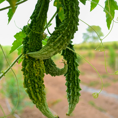 Bitter gourd | करेला