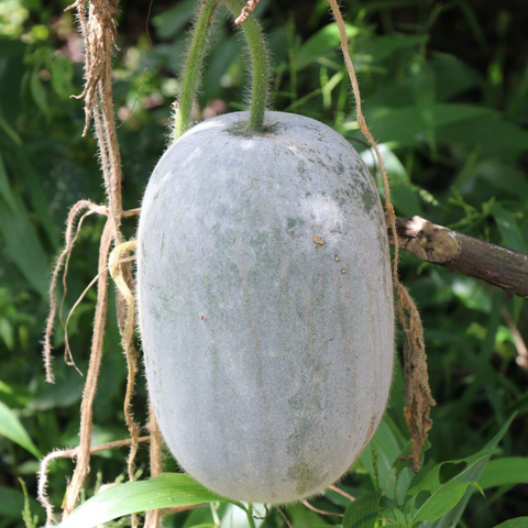 Ash Gourd | सफेद पेठा