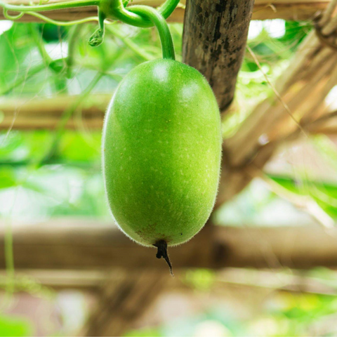 Ash Gourd | सफेद पेठा