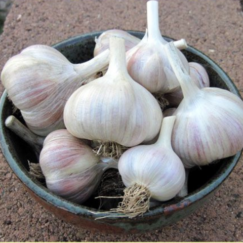 Garlic | लहसुन