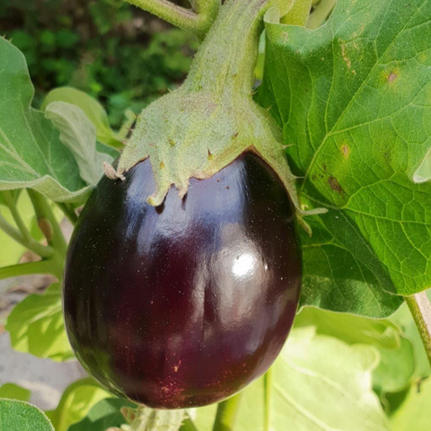 Bharta Brinjal | भरता बैंगन